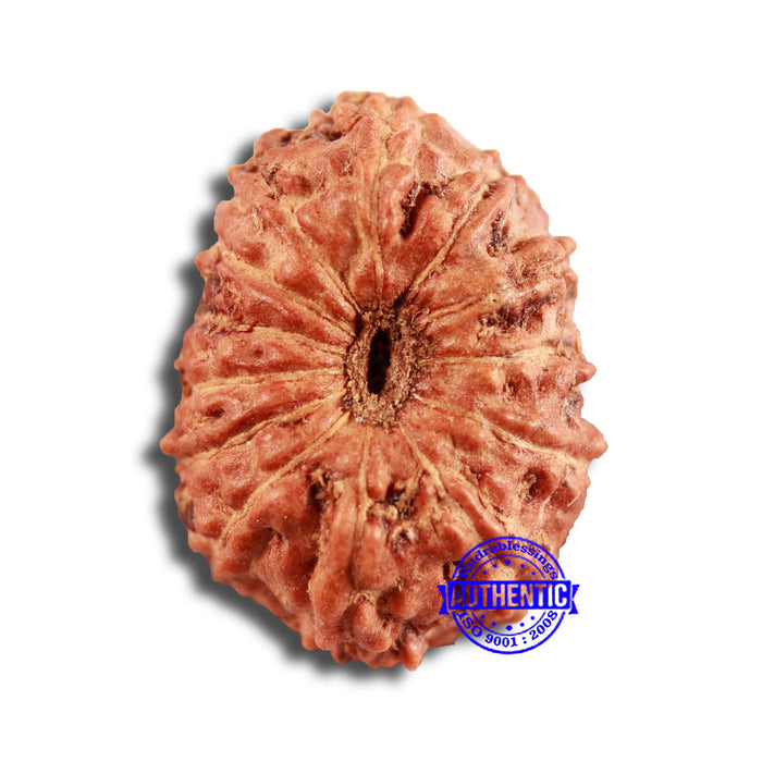 13 Mukhi Indonesian Rudraksha - Bead No 234