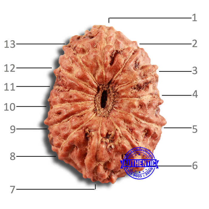 13 Mukhi Indonesian Rudraksha - Bead No 234