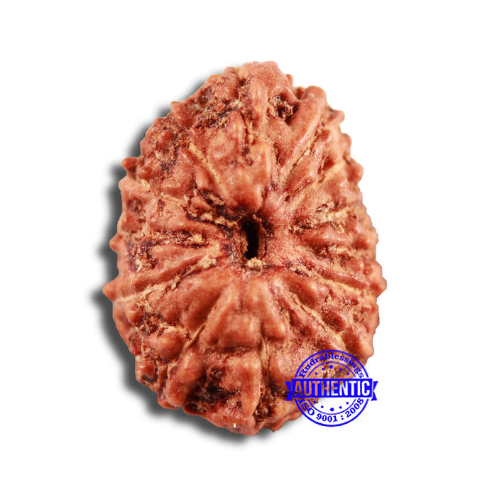 13 Mukhi Indonesian Rudraksha - Bead No 234