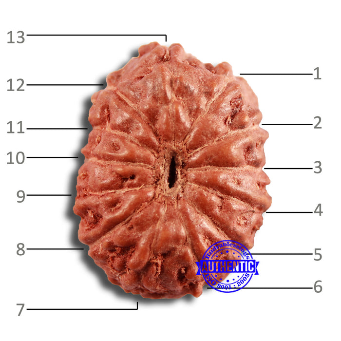 13 Mukhi Indonesian Rudraksha - Bead No 235