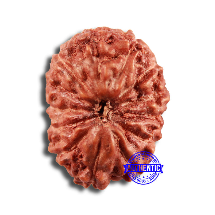 13 Mukhi Indonesian Rudraksha - Bead No 235