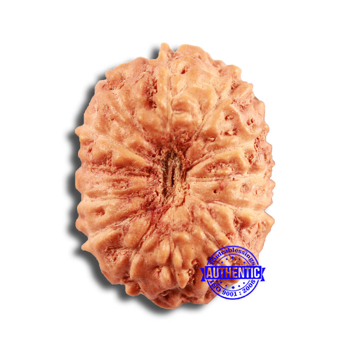 13 Mukhi Indonesian Rudraksha - Bead No 236