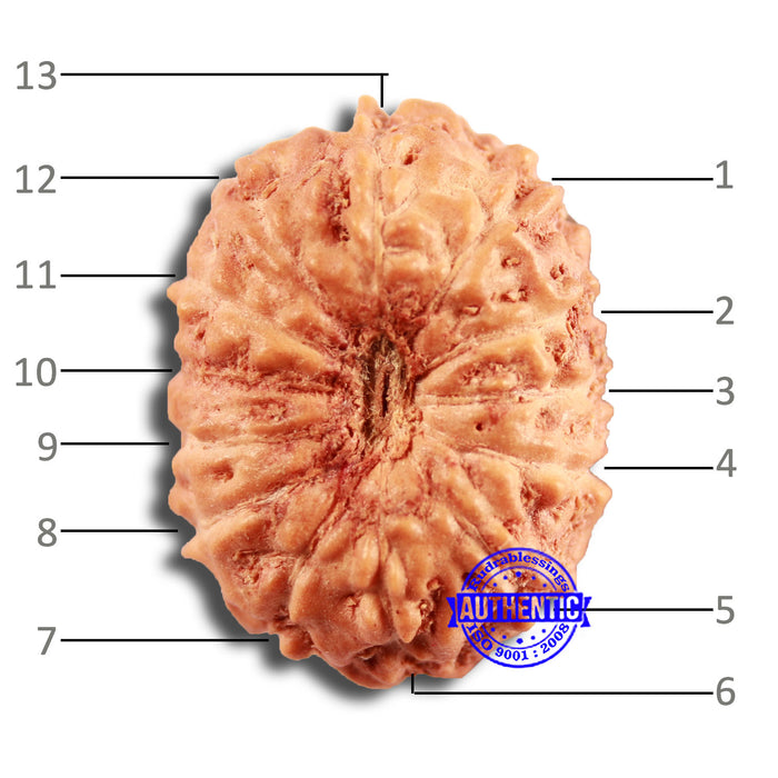 13 Mukhi Indonesian Rudraksha - Bead No 236