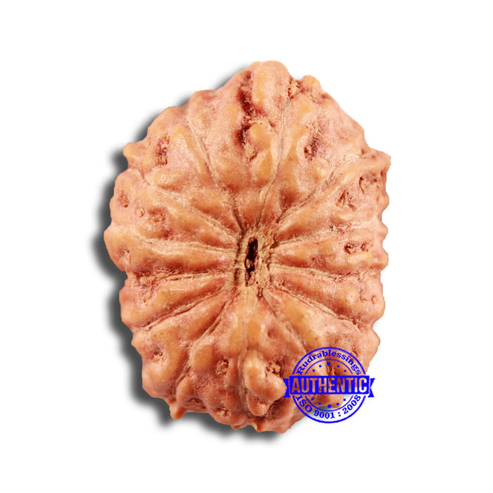 13 Mukhi Indonesian Rudraksha - Bead No 237