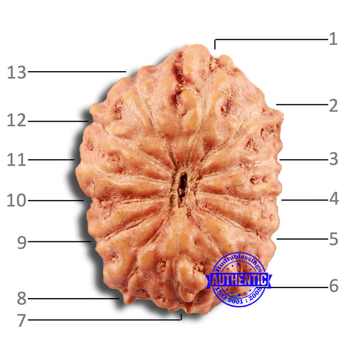 13 Mukhi Indonesian Rudraksha - Bead No 237
