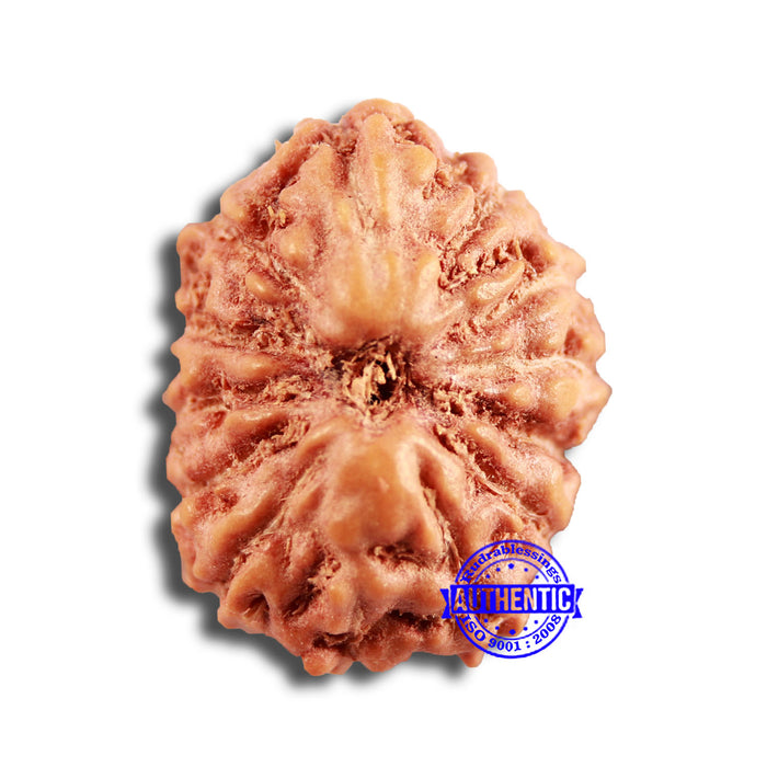 13 Mukhi Indonesian Rudraksha - Bead No 237