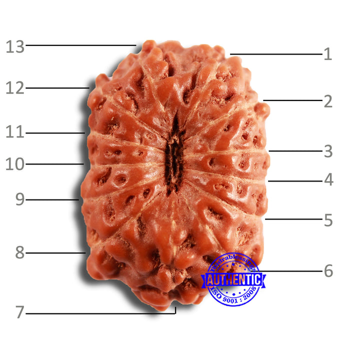 13 Mukhi Indonesian Rudraksha - Bead No 241