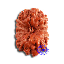Load image into Gallery viewer, 13 Mukhi Indonesian Rudraksha - Bead No 241
