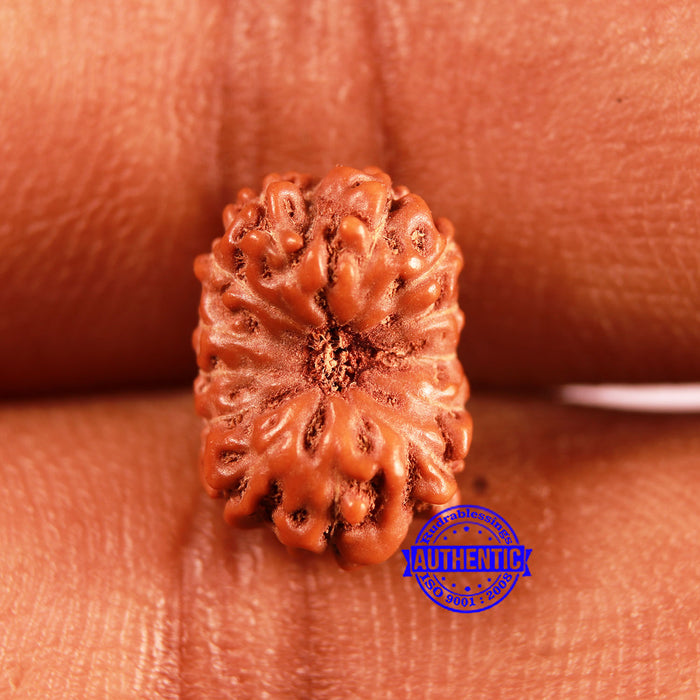 13 Mukhi Indonesian Rudraksha - Bead No 241