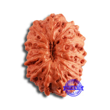 Load image into Gallery viewer, 13 Mukhi Indonesian Rudraksha - Bead No 242

