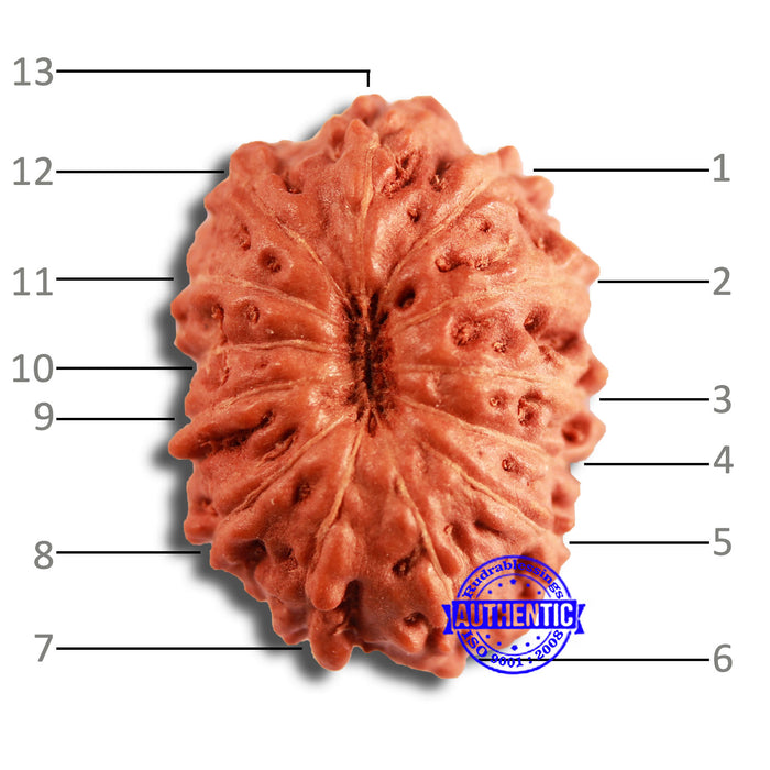 13 Mukhi Indonesian Rudraksha - Bead No 242