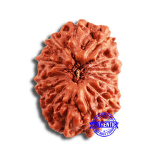 Load image into Gallery viewer, 13 Mukhi Indonesian Rudraksha - Bead No 242
