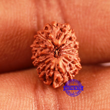 Load image into Gallery viewer, 13 Mukhi Indonesian Rudraksha - Bead No 242
