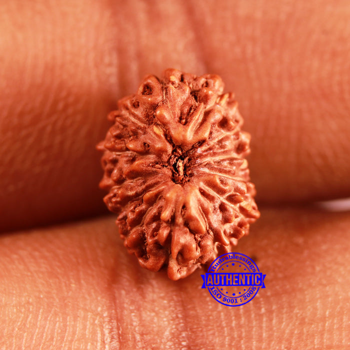13 Mukhi Indonesian Rudraksha - Bead No 242