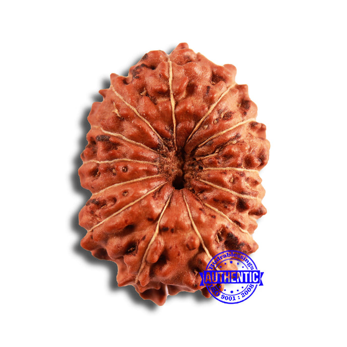 13 Mukhi Indonesian Rudraksha - Bead No 243