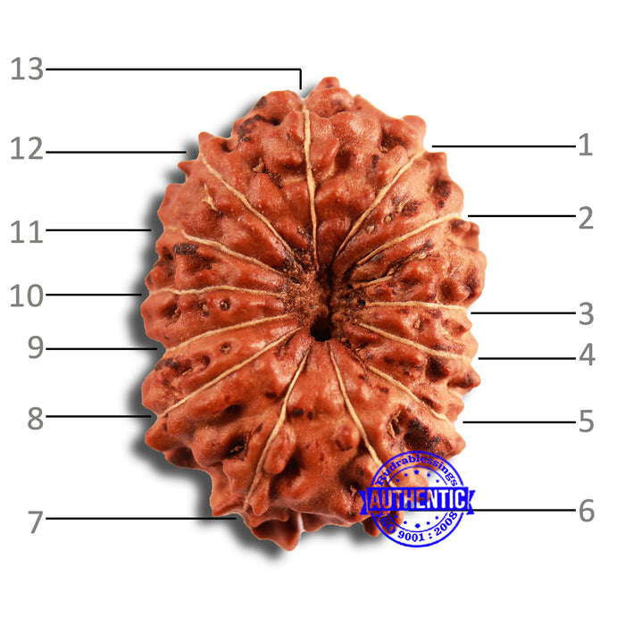 13 Mukhi Indonesian Rudraksha - Bead No 243