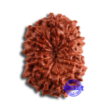 Load image into Gallery viewer, 13 Mukhi Indonesian Rudraksha - Bead No 245
