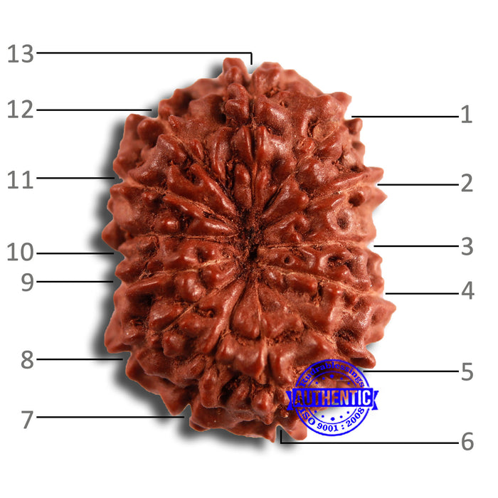 13 Mukhi Indonesian Rudraksha - Bead No 245