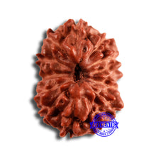 Load image into Gallery viewer, 13 Mukhi Indonesian Rudraksha - Bead No 245
