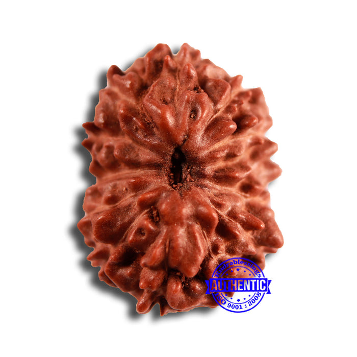 13 Mukhi Indonesian Rudraksha - Bead No 245