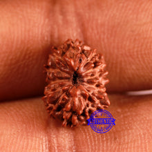 Load image into Gallery viewer, 13 Mukhi Indonesian Rudraksha - Bead No 245
