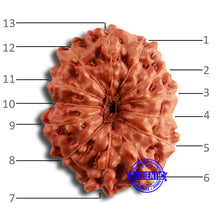 Load image into Gallery viewer, 13 Mukhi Indonesian Rudraksha - Bead No 246
