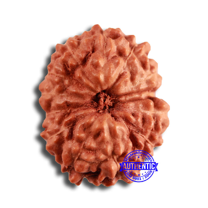 13 Mukhi Indonesian Rudraksha - Bead No 246