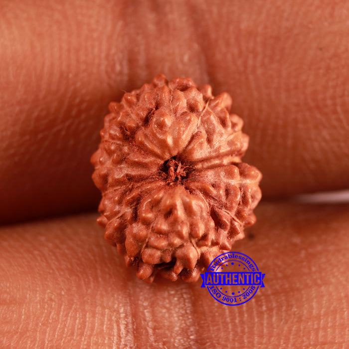 13 Mukhi Indonesian Rudraksha - Bead No 246