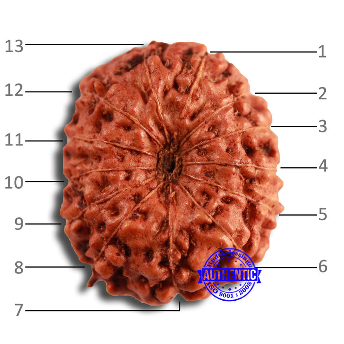 13 Mukhi Indonesian Rudraksha - Bead No 247