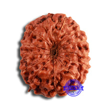 Load image into Gallery viewer, 13 Mukhi Indonesian Rudraksha - Bead No 247
