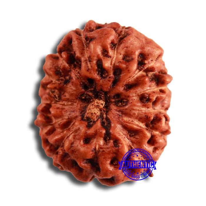 13 Mukhi Indonesian Rudraksha - Bead No 247