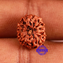 Load image into Gallery viewer, 13 Mukhi Indonesian Rudraksha - Bead No 247
