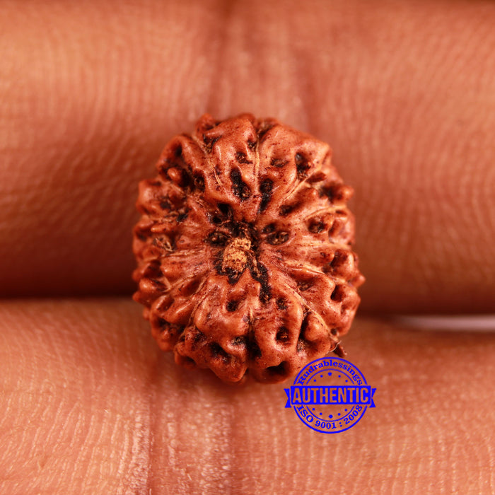13 Mukhi Indonesian Rudraksha - Bead No 247