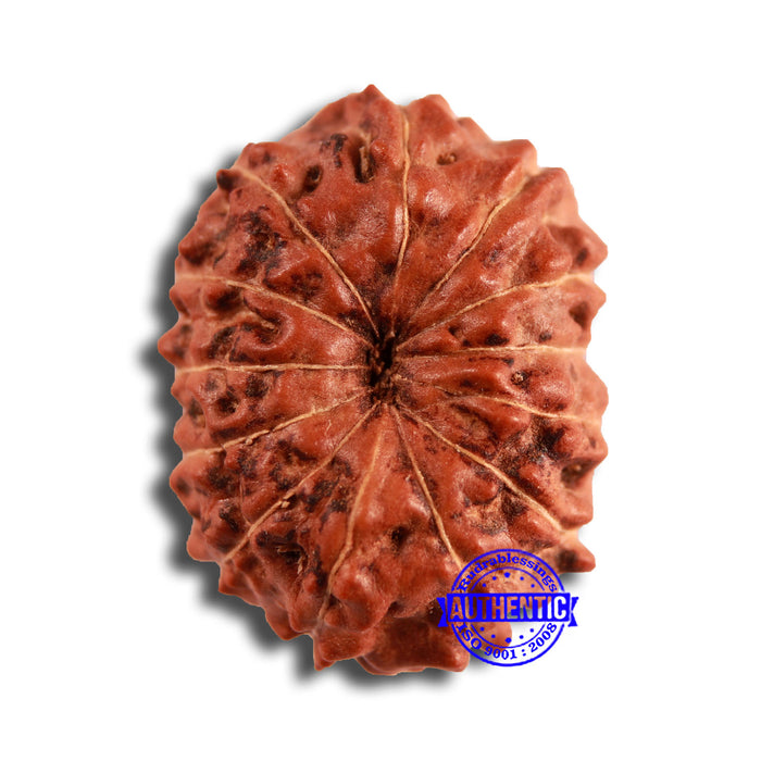13 Mukhi Indonesian Rudraksha - Bead No 248