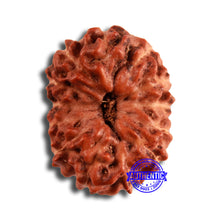 Load image into Gallery viewer, 13 Mukhi Indonesian Rudraksha - Bead No 248
