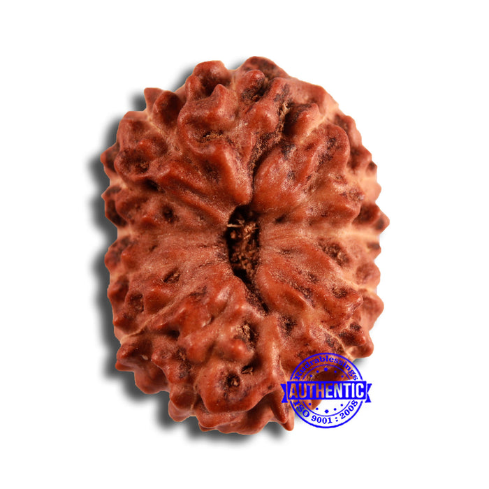 13 Mukhi Indonesian Rudraksha - Bead No 248