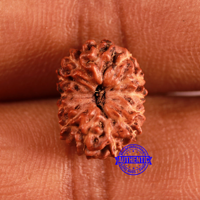 13 Mukhi Indonesian Rudraksha - Bead No 248