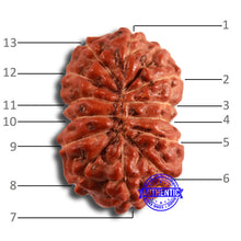 Load image into Gallery viewer, 13 Mukhi Indonesian Rudraksha - Bead No 249
