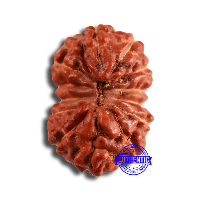 13 Mukhi Indonesian Rudraksha - Bead No 249