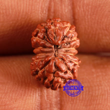 Load image into Gallery viewer, 13 Mukhi Indonesian Rudraksha - Bead No 249
