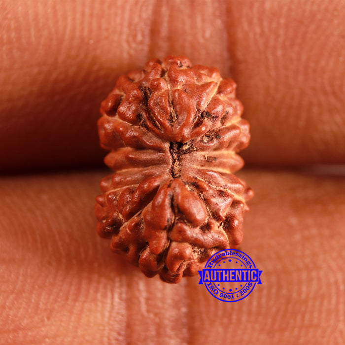 13 Mukhi Indonesian Rudraksha - Bead No 249