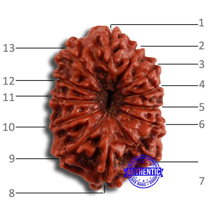 13 Mukhi Indonesian Rudraksha - Bead No 250