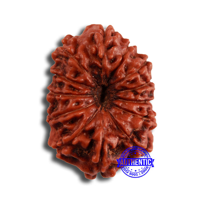 13 Mukhi Indonesian Rudraksha - Bead No 250
