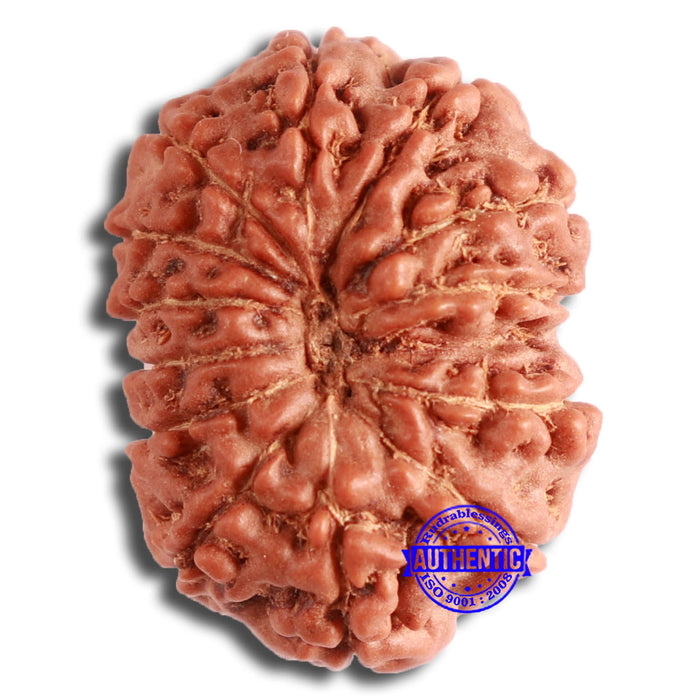 13 Mukhi Indonesian Rudraksha - Bead No. 251