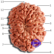 Load image into Gallery viewer, 13 Mukhi Indonesian Rudraksha - Bead No. 251
