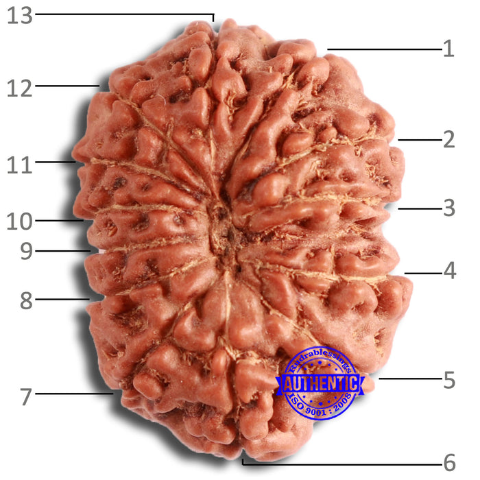 13 Mukhi Indonesian Rudraksha - Bead No. 251