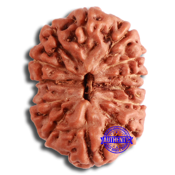 13 Mukhi Indonesian Rudraksha - Bead No. 251