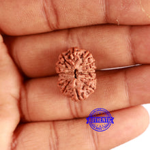 Load image into Gallery viewer, 13 Mukhi Indonesian Rudraksha - Bead No. 251
