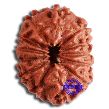 Load image into Gallery viewer, 13 Mukhi Indonesian Rudraksha - Bead No. 252
