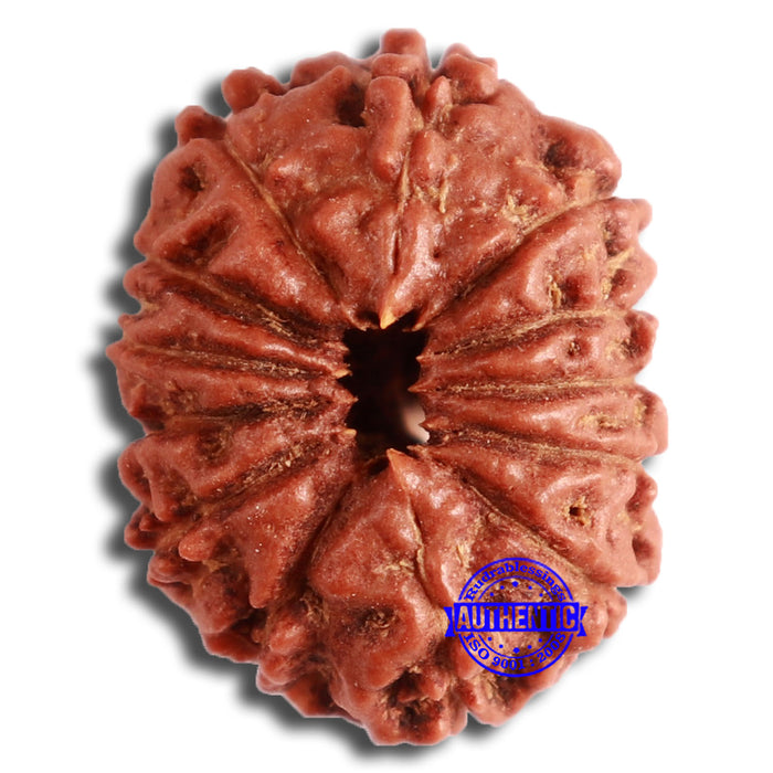 13 Mukhi Indonesian Rudraksha - Bead No. 252